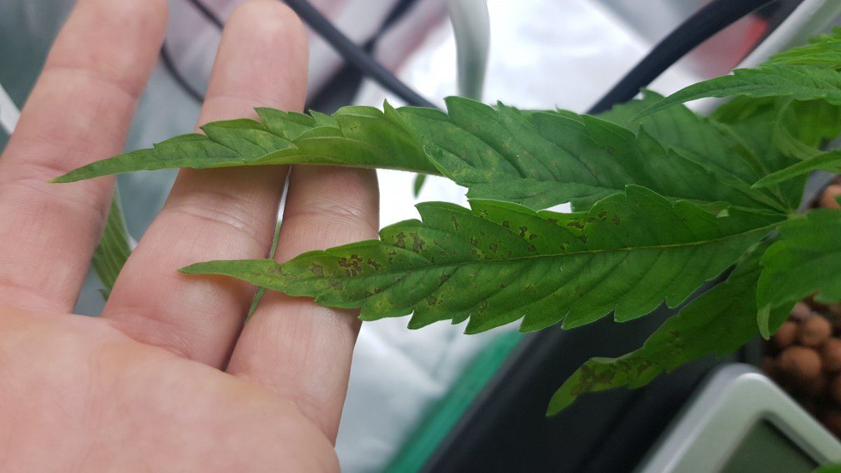 Asking for help identifying problem possible deficiency or root problem 5