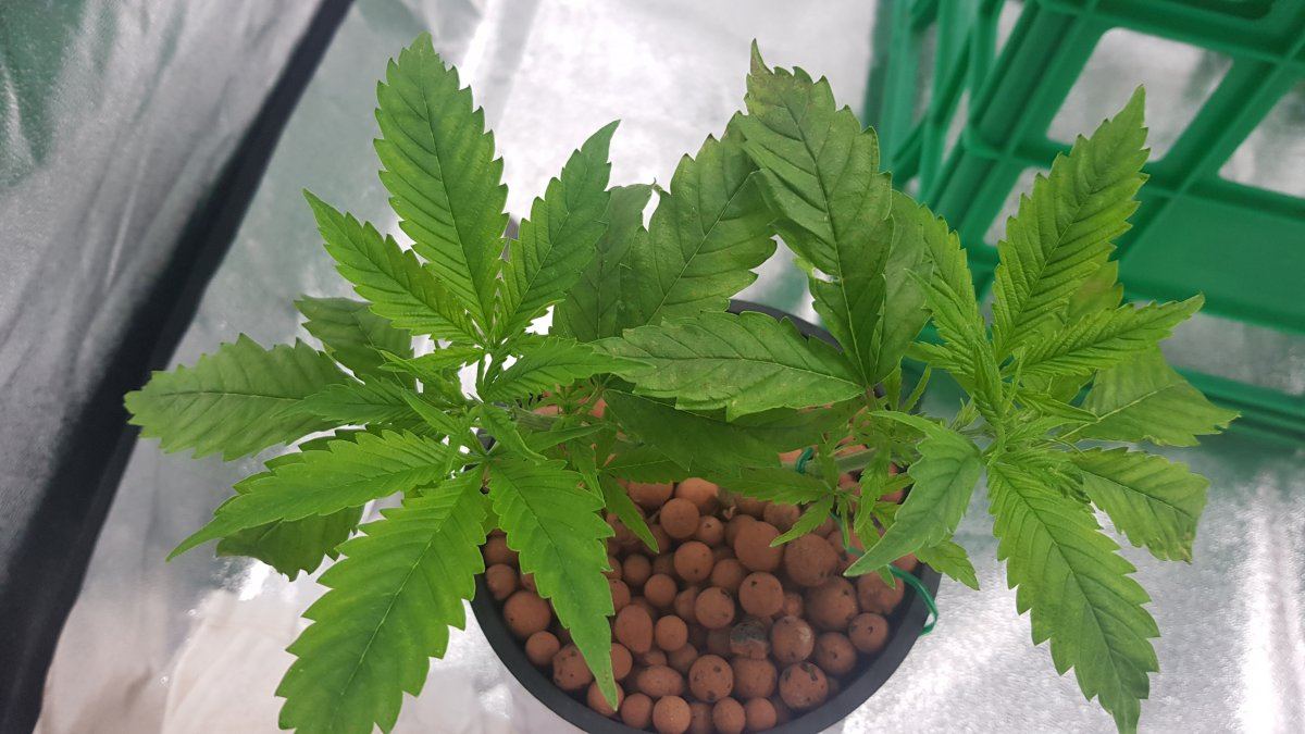 Asking for help identifying problem possible deficiency or root problem 6