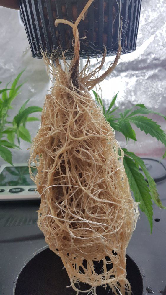 Asking for help identifying problem possible deficiency or root problem 8