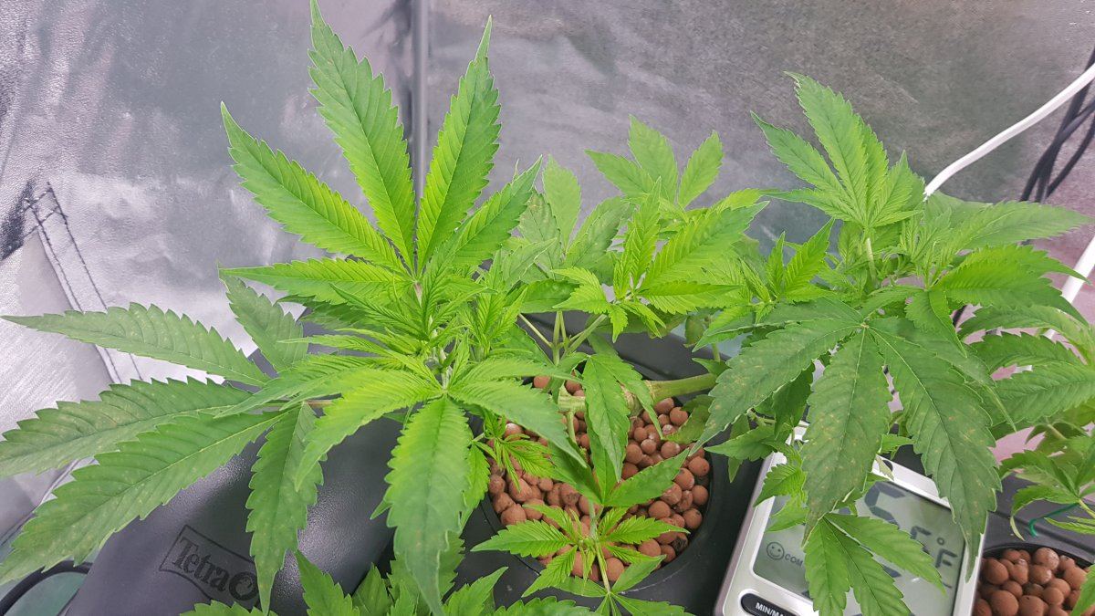 Asking for help identifying problem possible deficiency or root problem