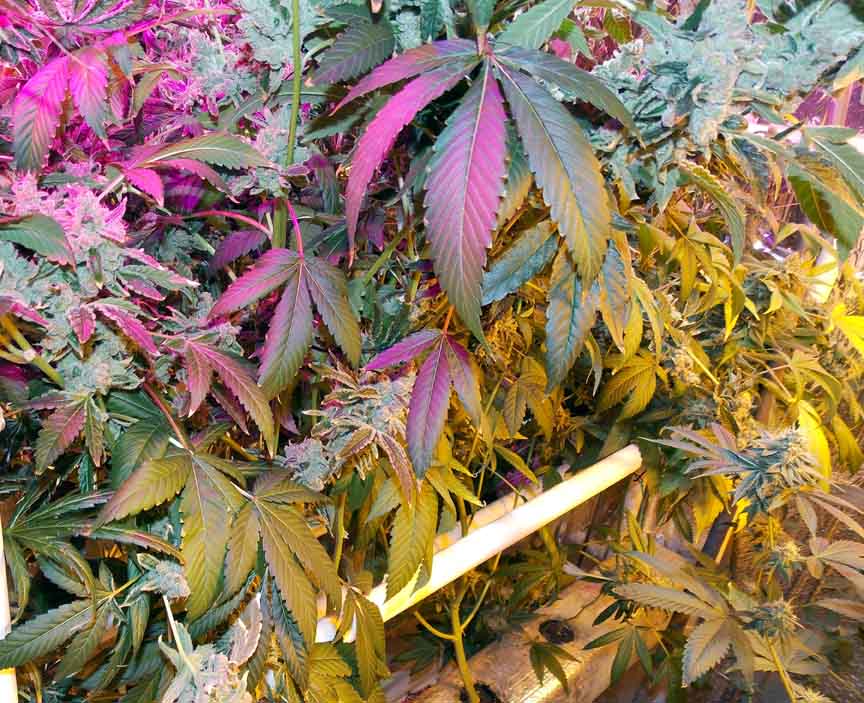 AspenDay75