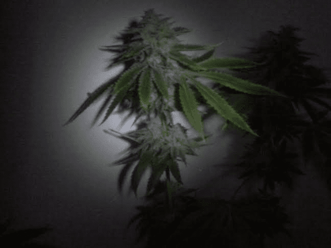 Asro Dag x Star Dawg 6