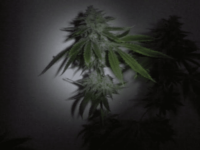 Asro Dag x Star Dawg 6