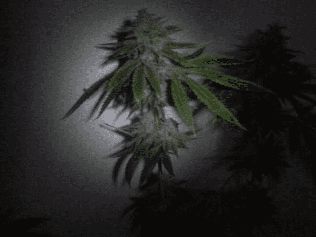 Asro Dag x Star Dawg 6