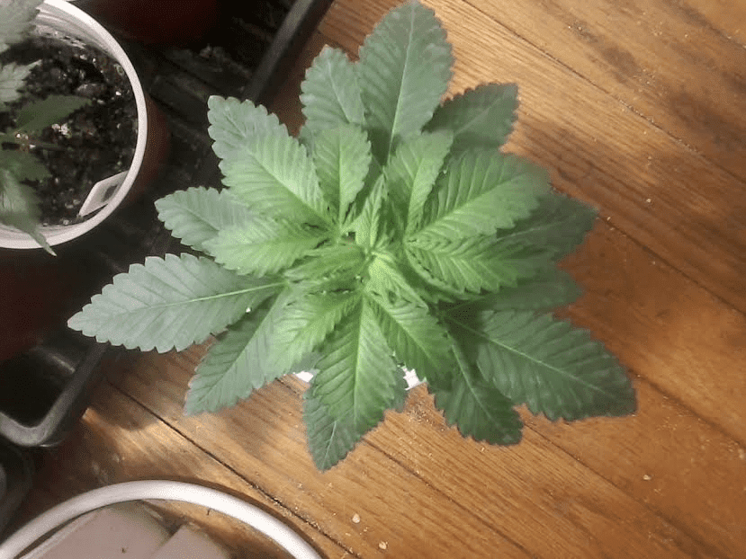 Astro Dawg x Star Dawg 3weeks