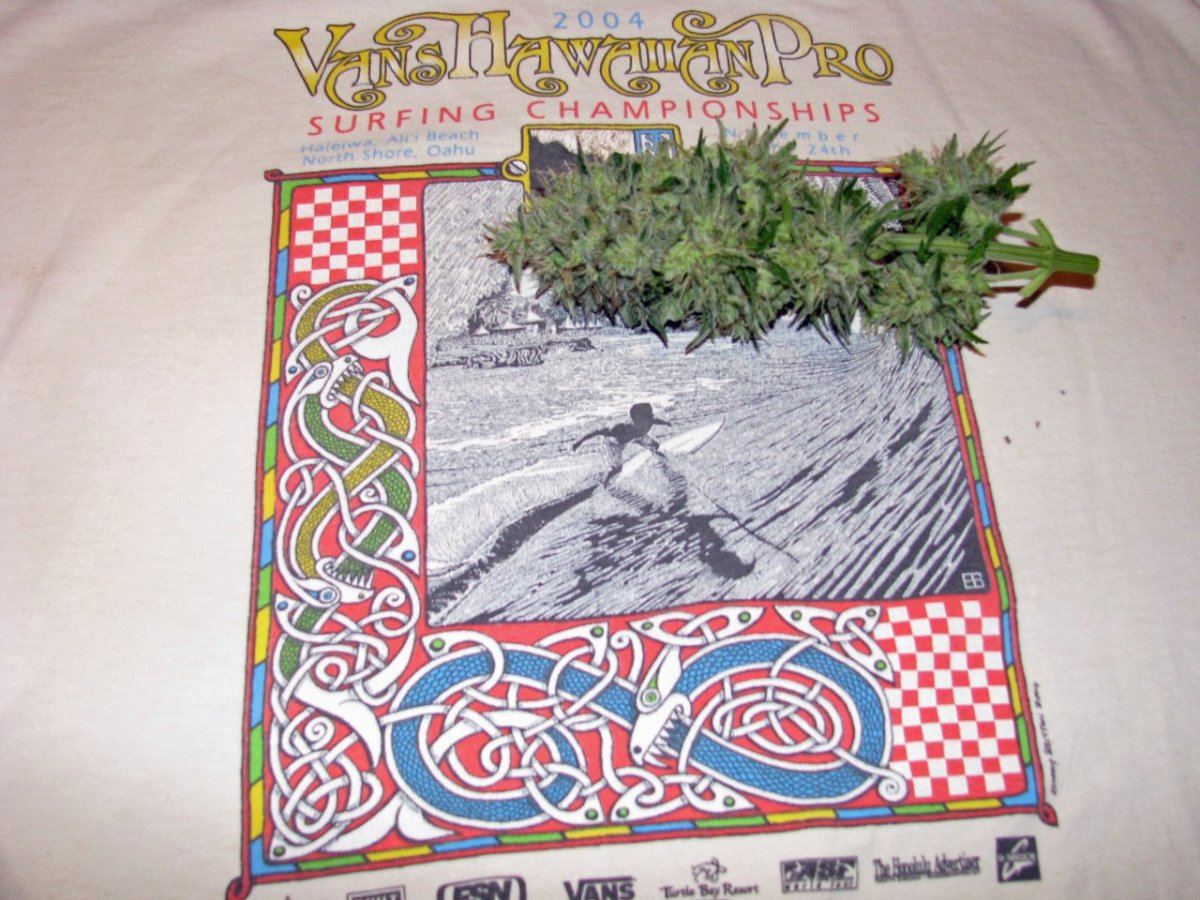 Astrodawg bud