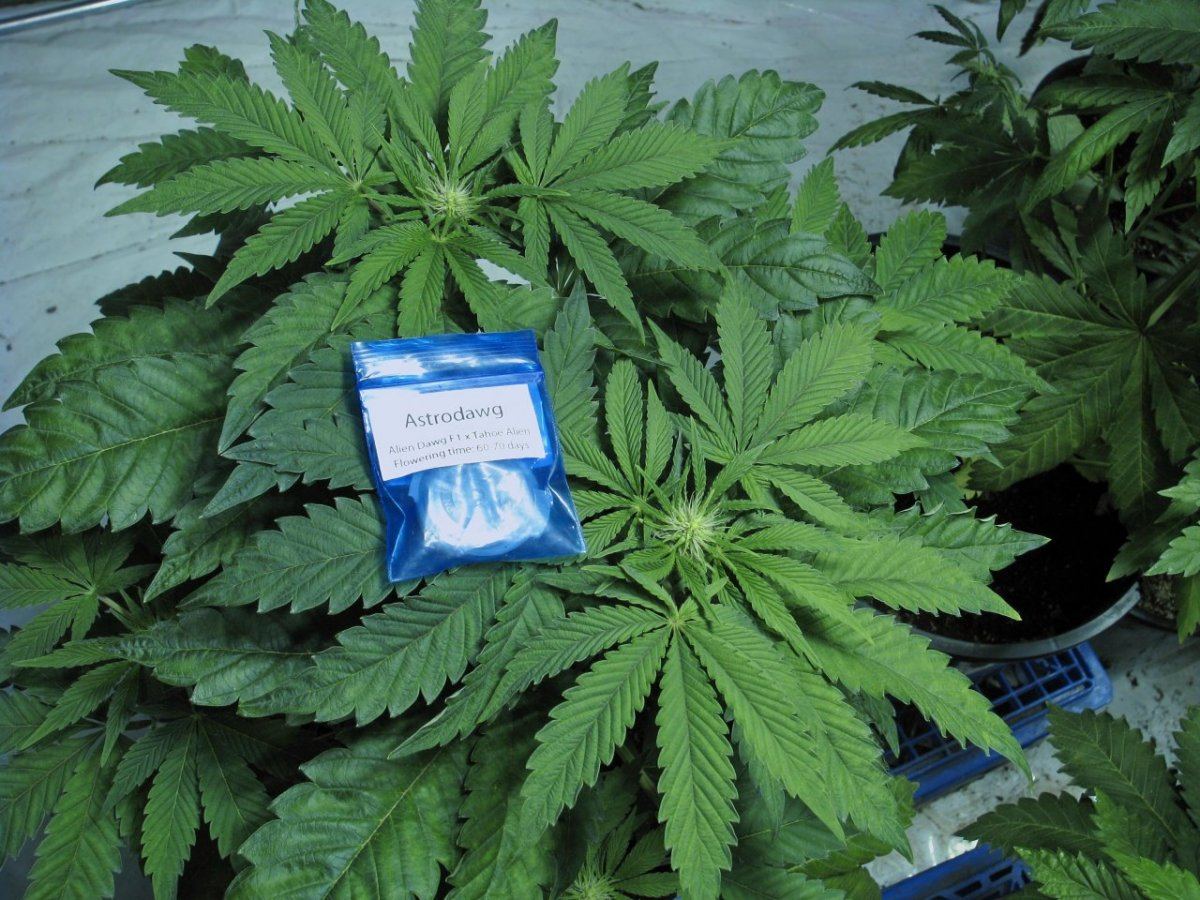 Astrodawg seedpack