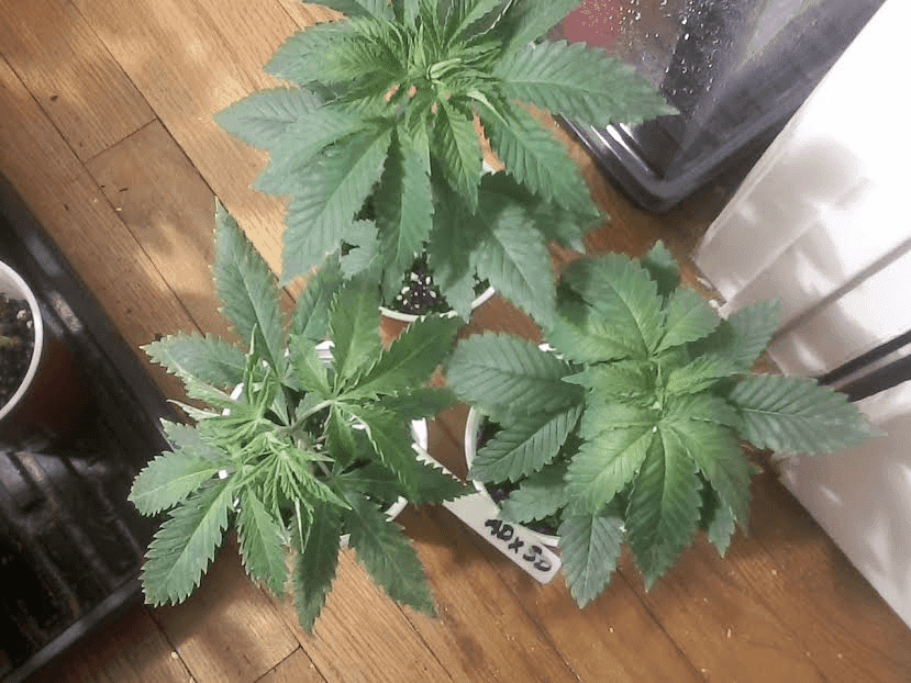 AstroDawgxStarDawg1126