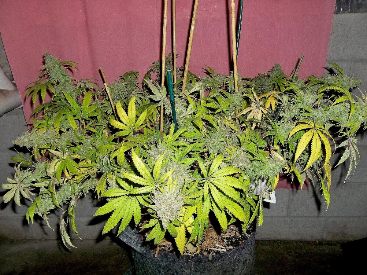 Atf full plant