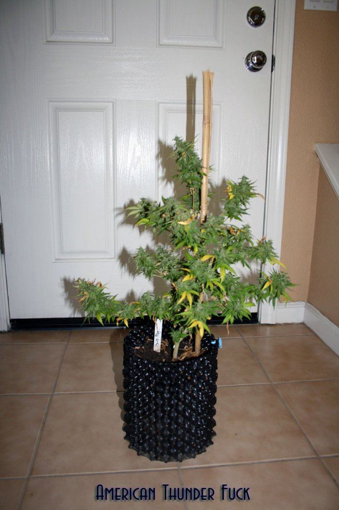 ATF Harvest