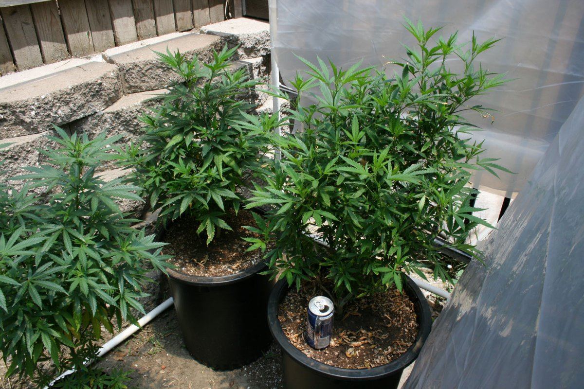 Atf Jack Herer Mom