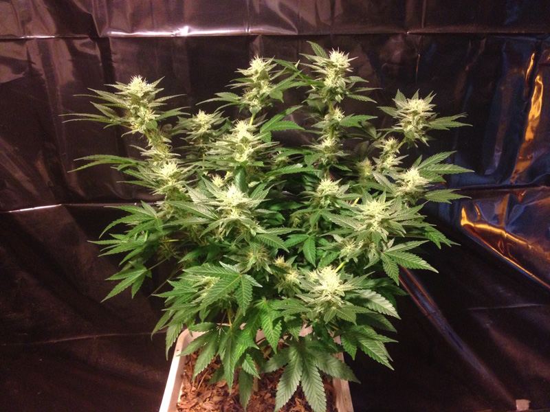 Atf