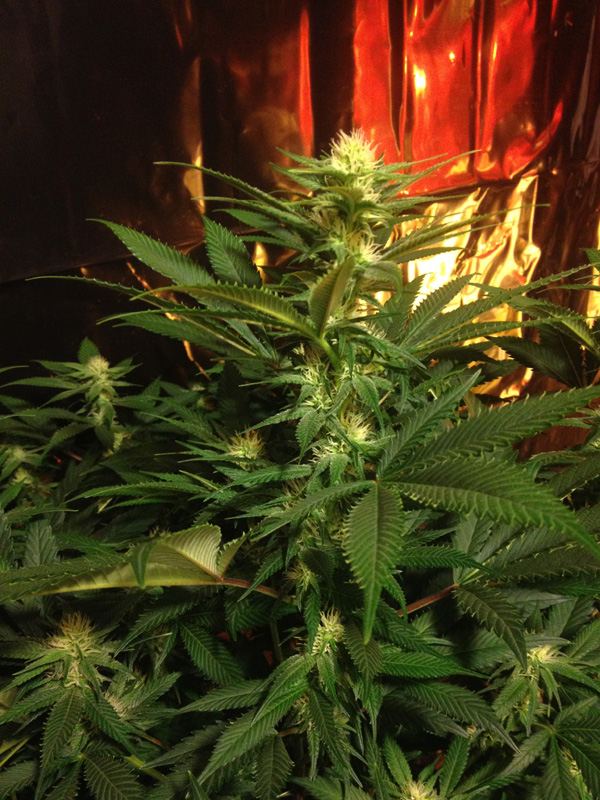 Atf