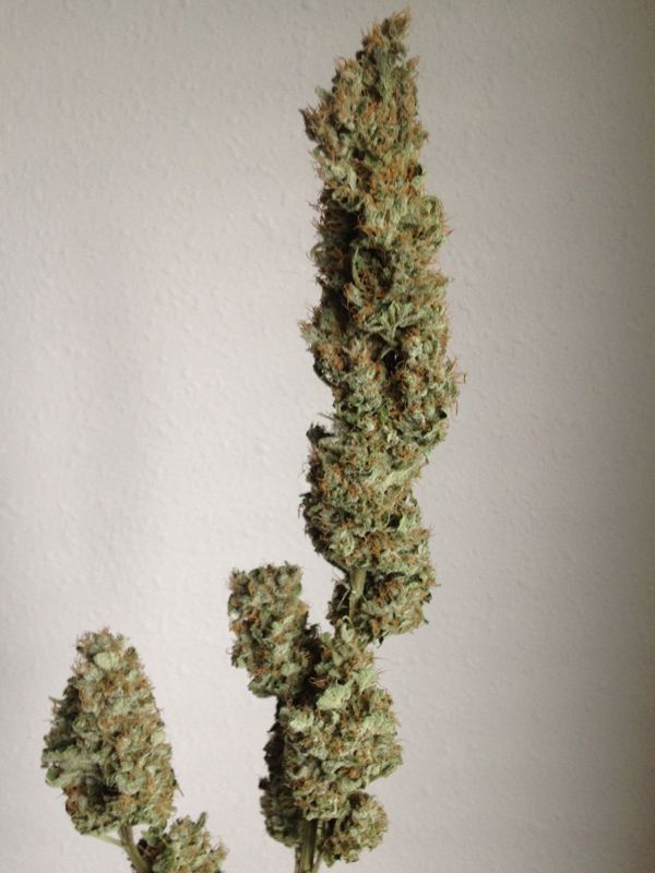 Atf