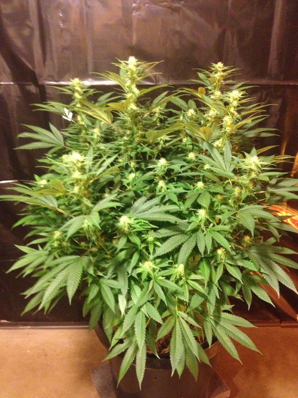 Atf1