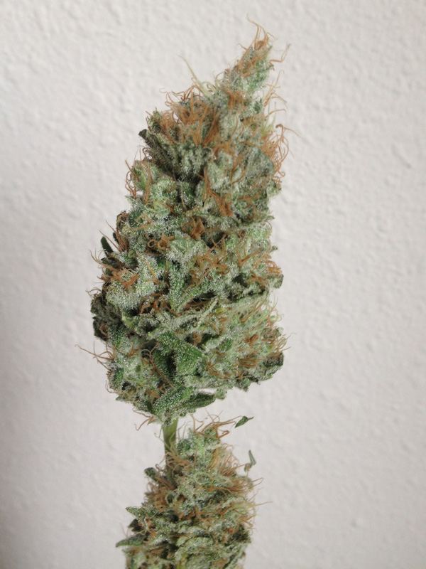 Atf2