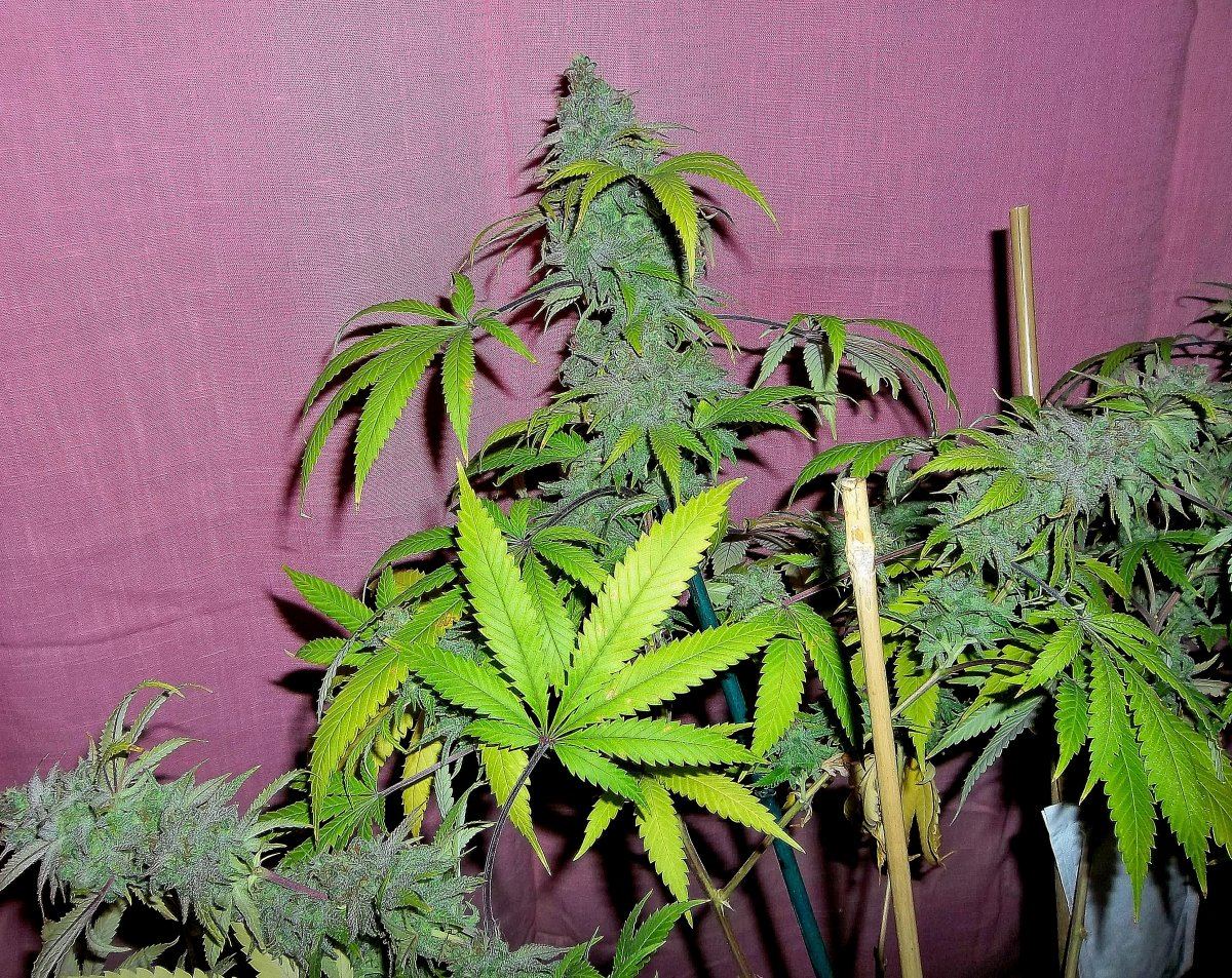 Atf5
