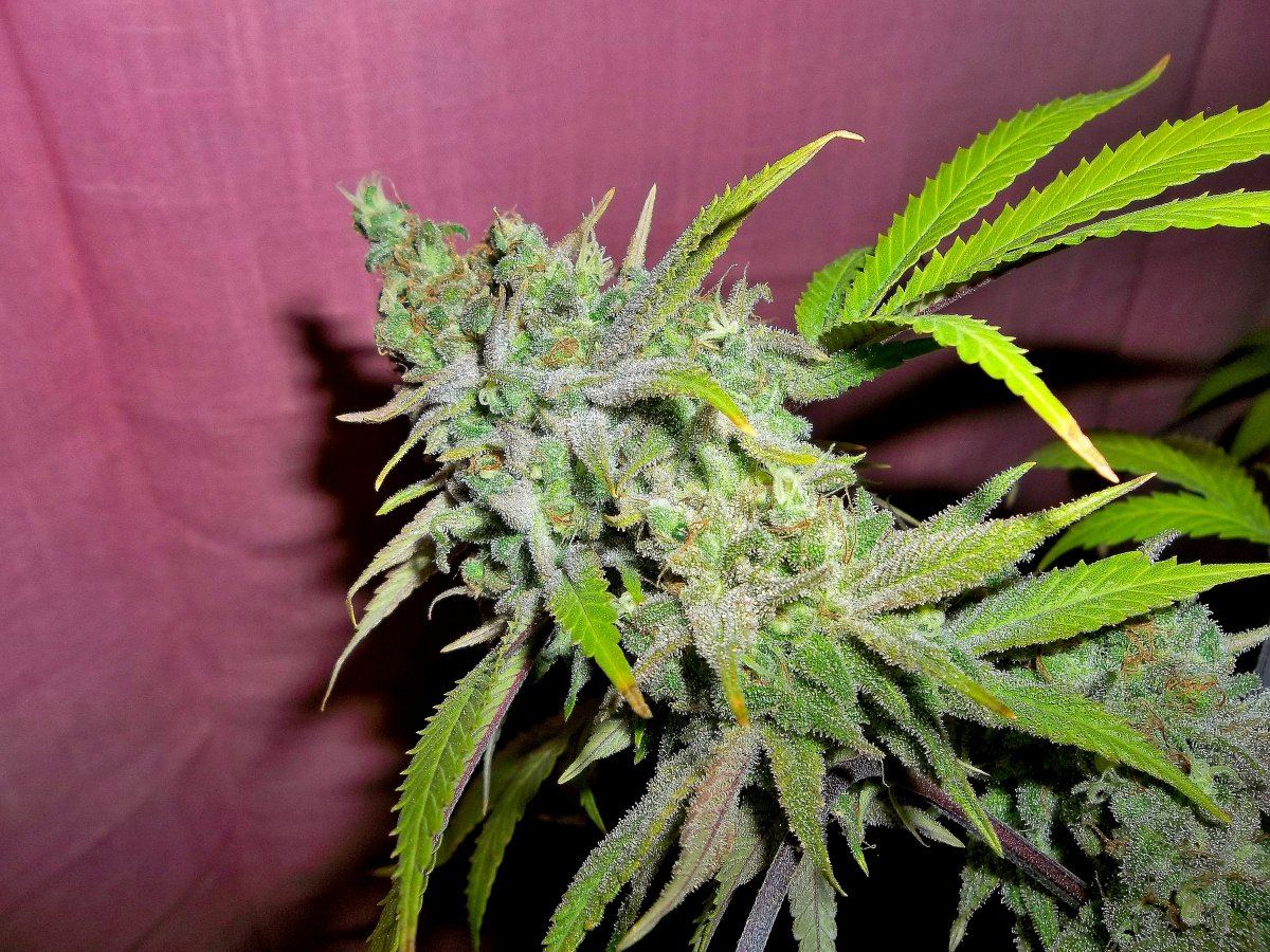 Atf8