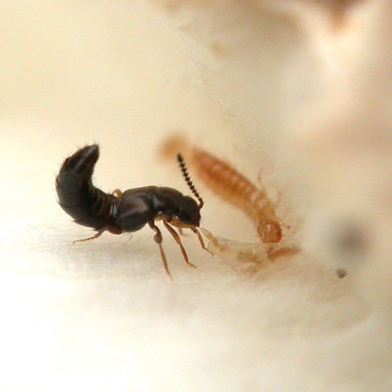 Atheta coriaria 1