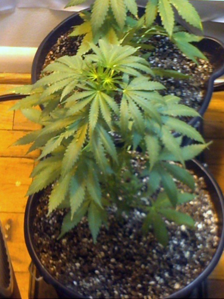 Atomic garden first uploads ever  current gear 7