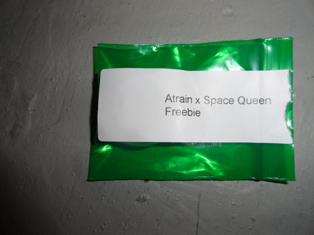 Atrain x space queen