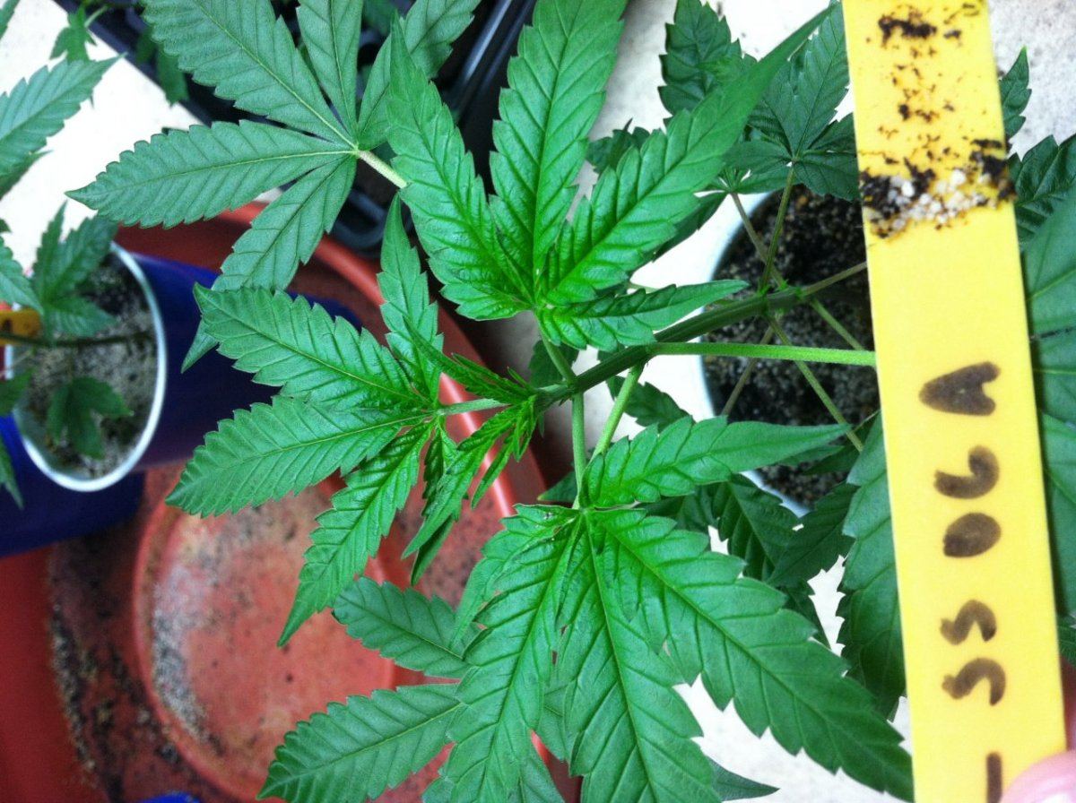 Atrifoliate