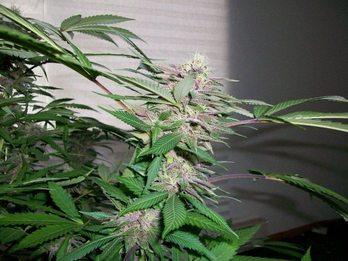Attachment 47