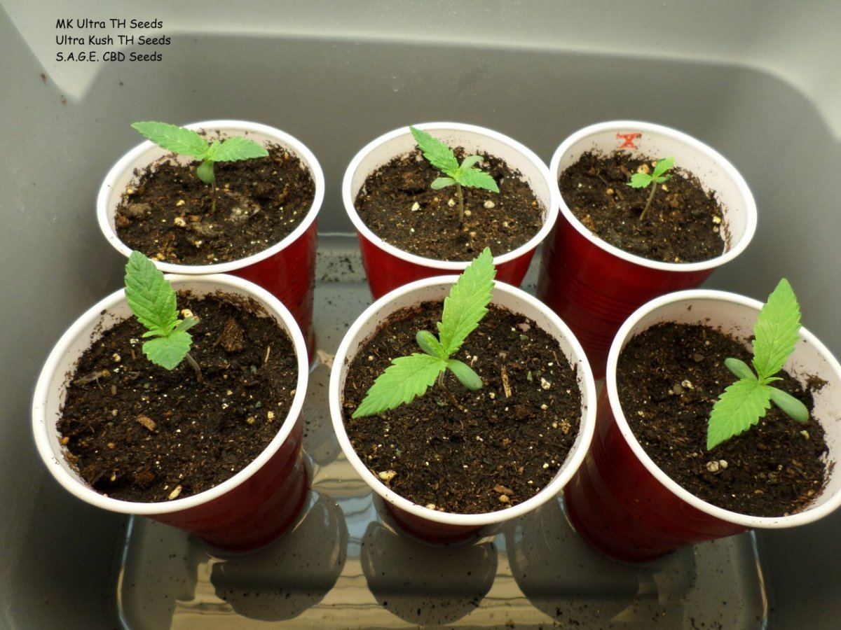 AtticGrow 13