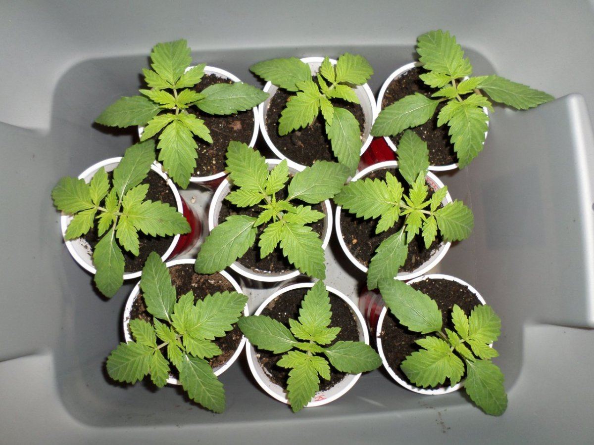 AtticGrow 15