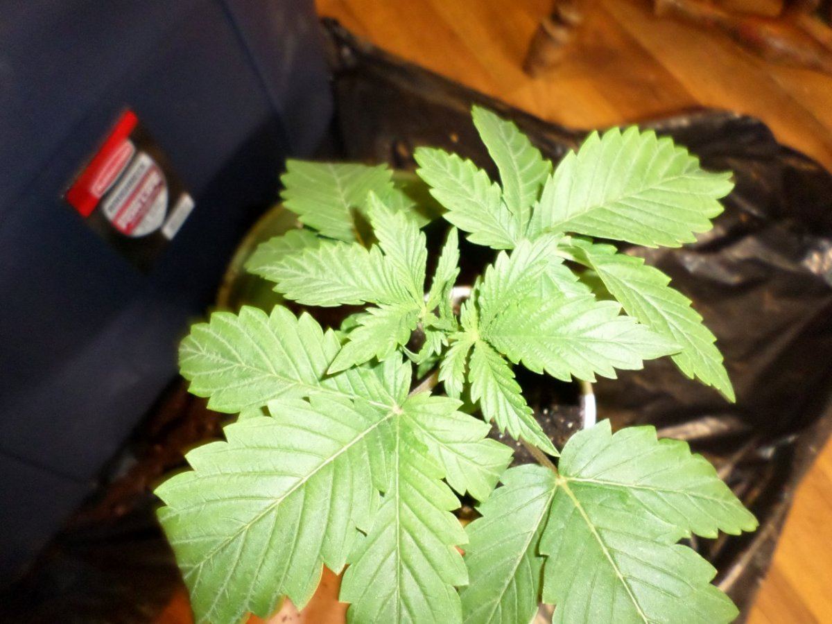 AtticGrow 17