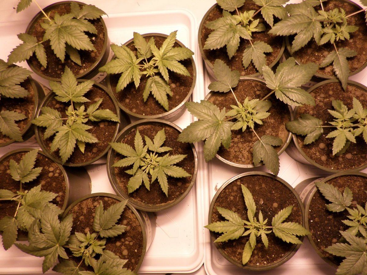 AtticGrow 18