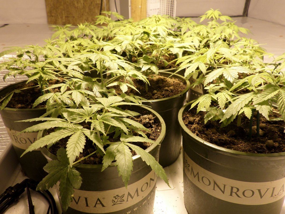 AtticGrow 19