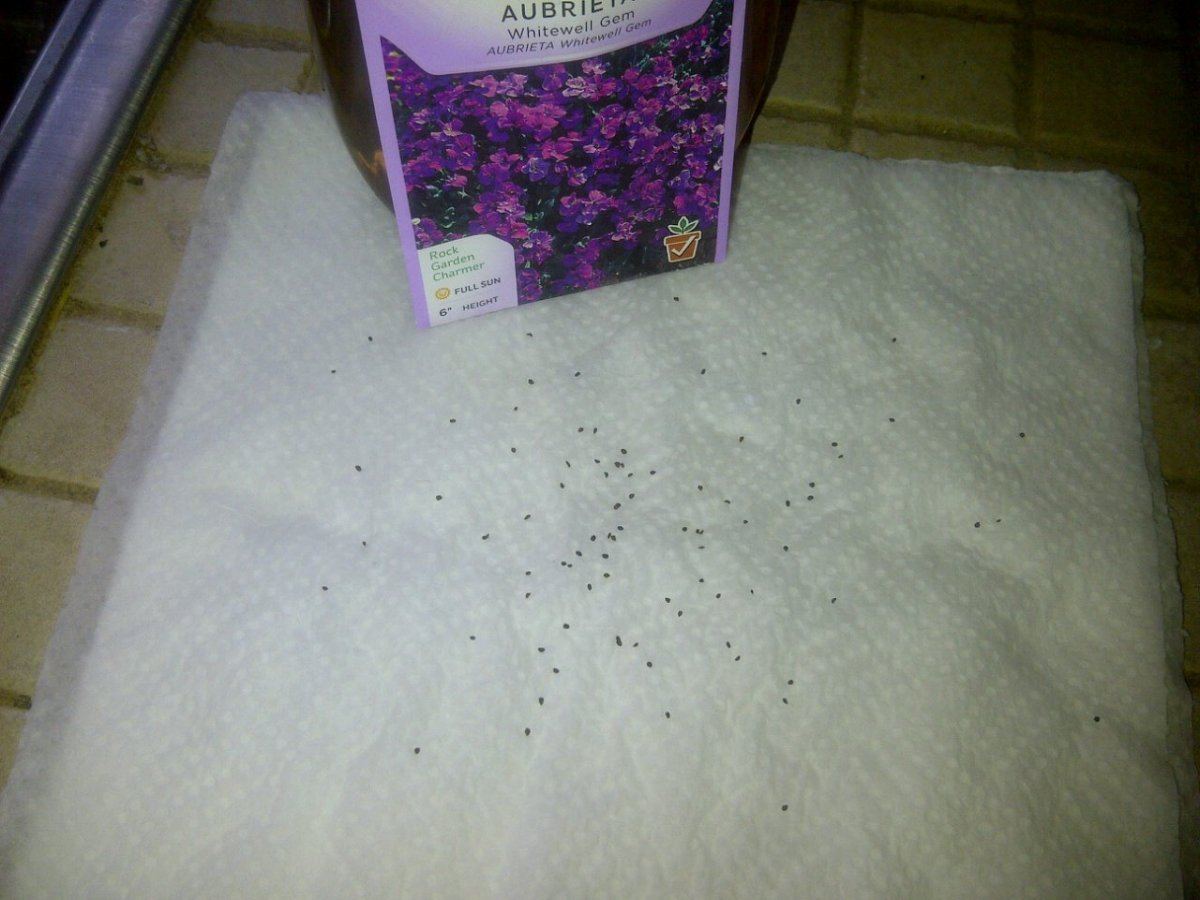 Aubrias