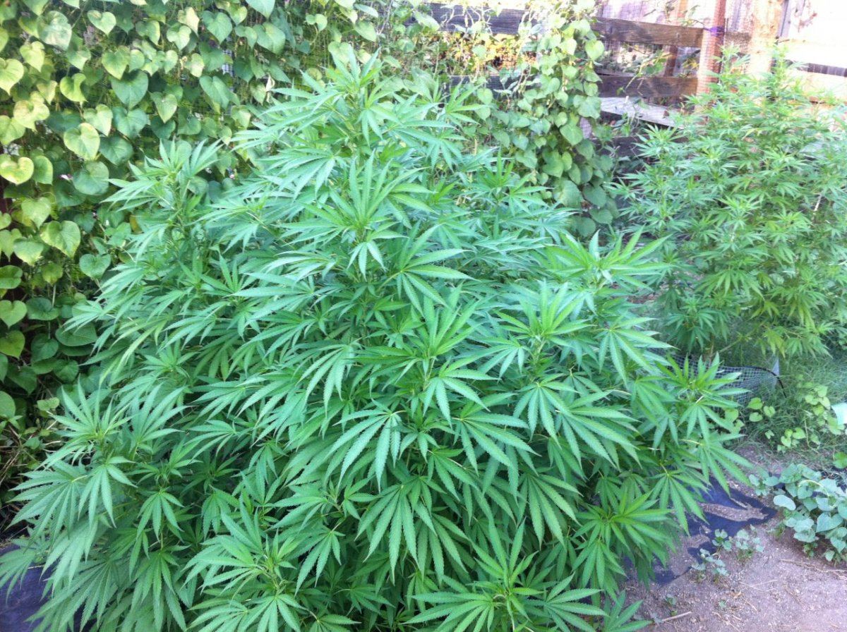 Aug16 Blueberry