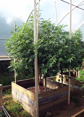 Aug4 Headband
