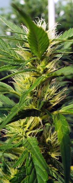 Aug4 Serious 6 macro