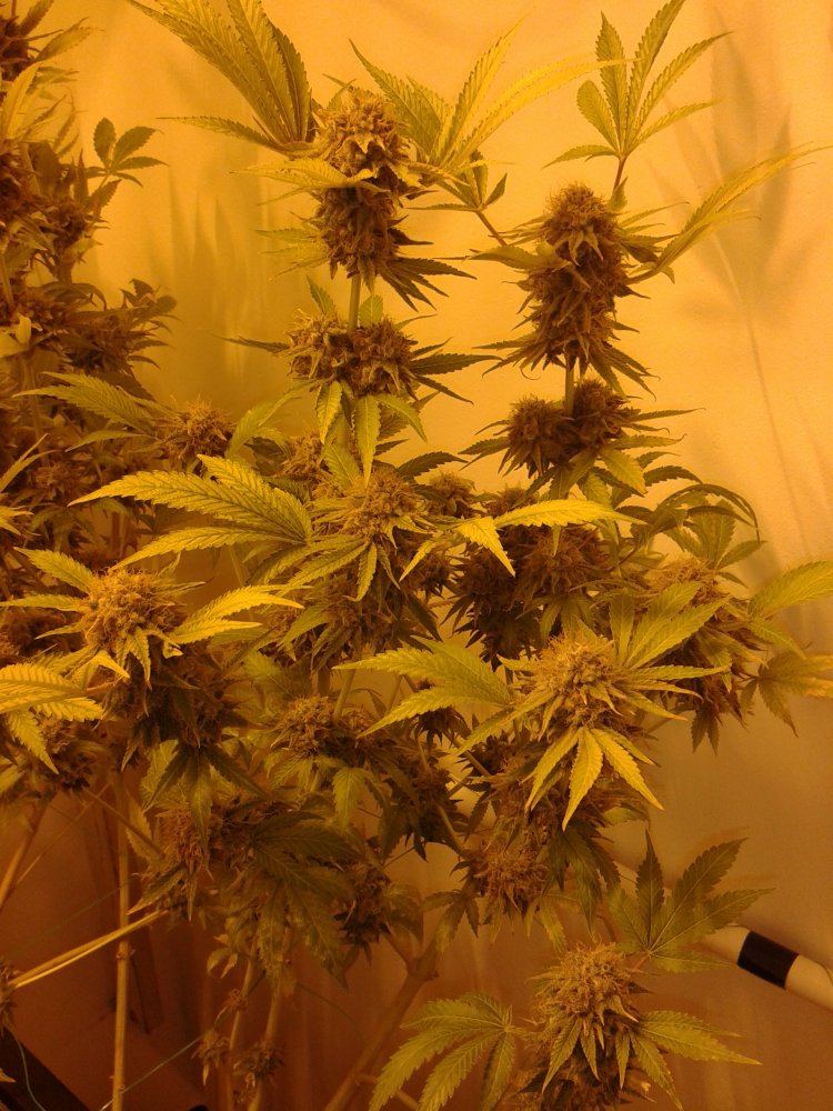 Aurora Indica