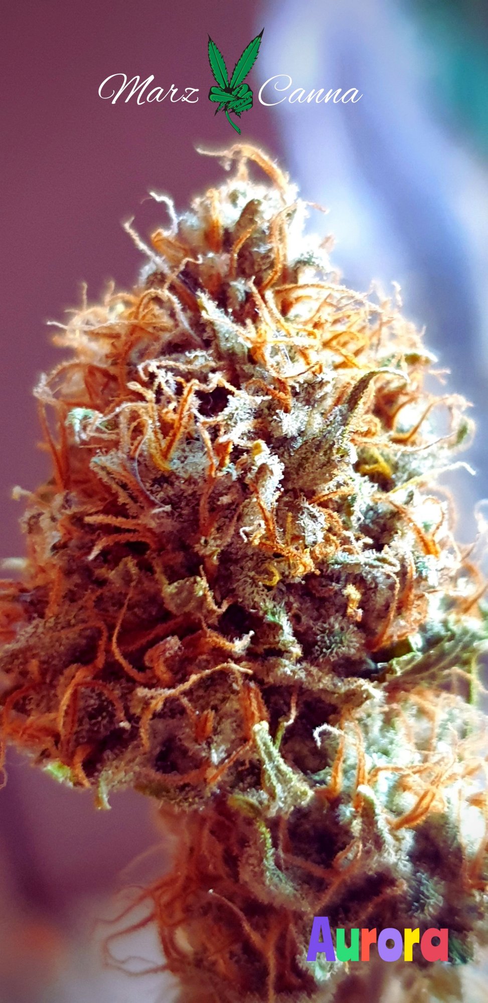 Aurora 