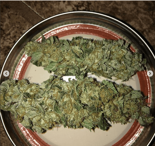 Aussie f budshot