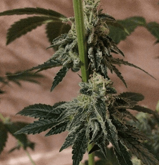 Aussie frost 1
