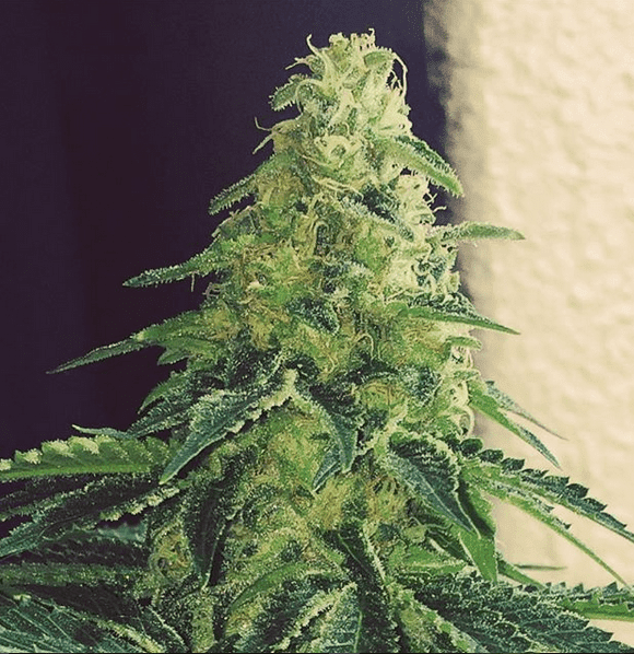 Aussie frost1 top