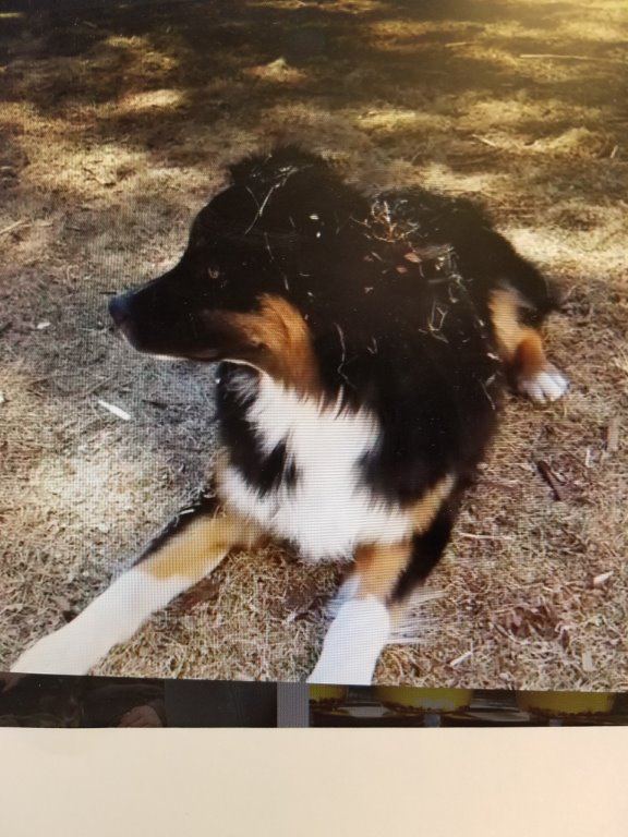 Aussie1