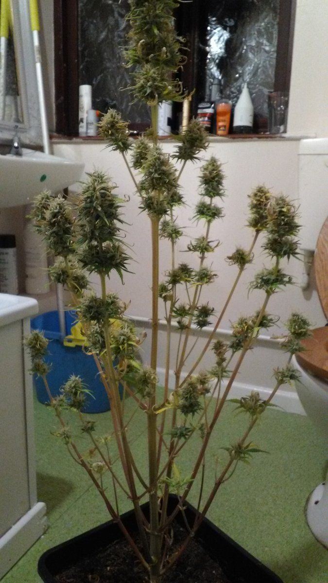 Auto candy cyrstal 3