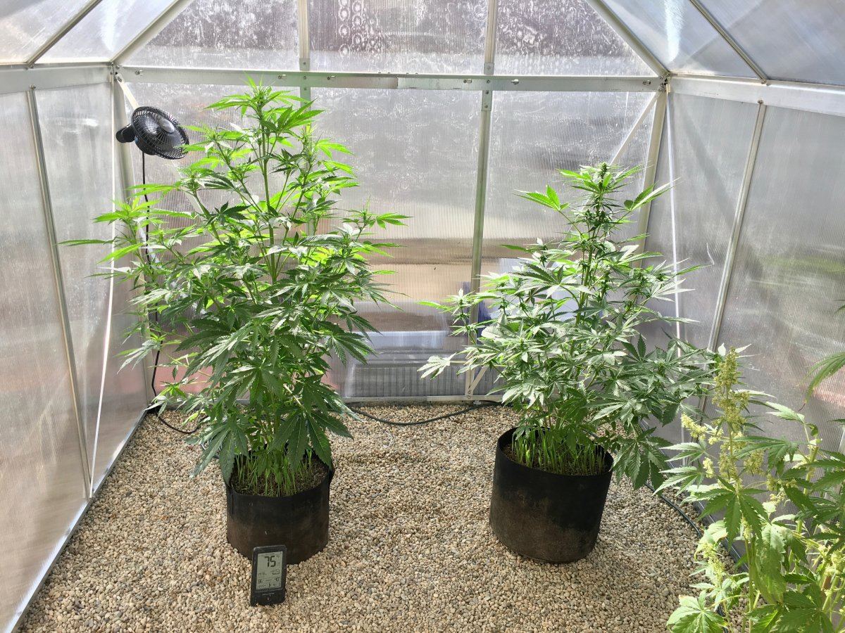 Auto chem bubbly and white widow first try second try 3