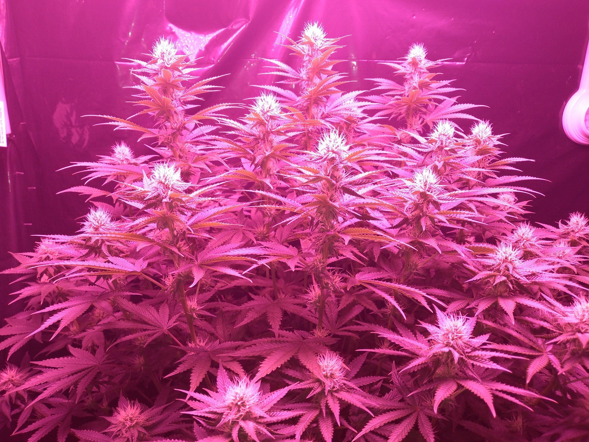 Auto clones are doing great