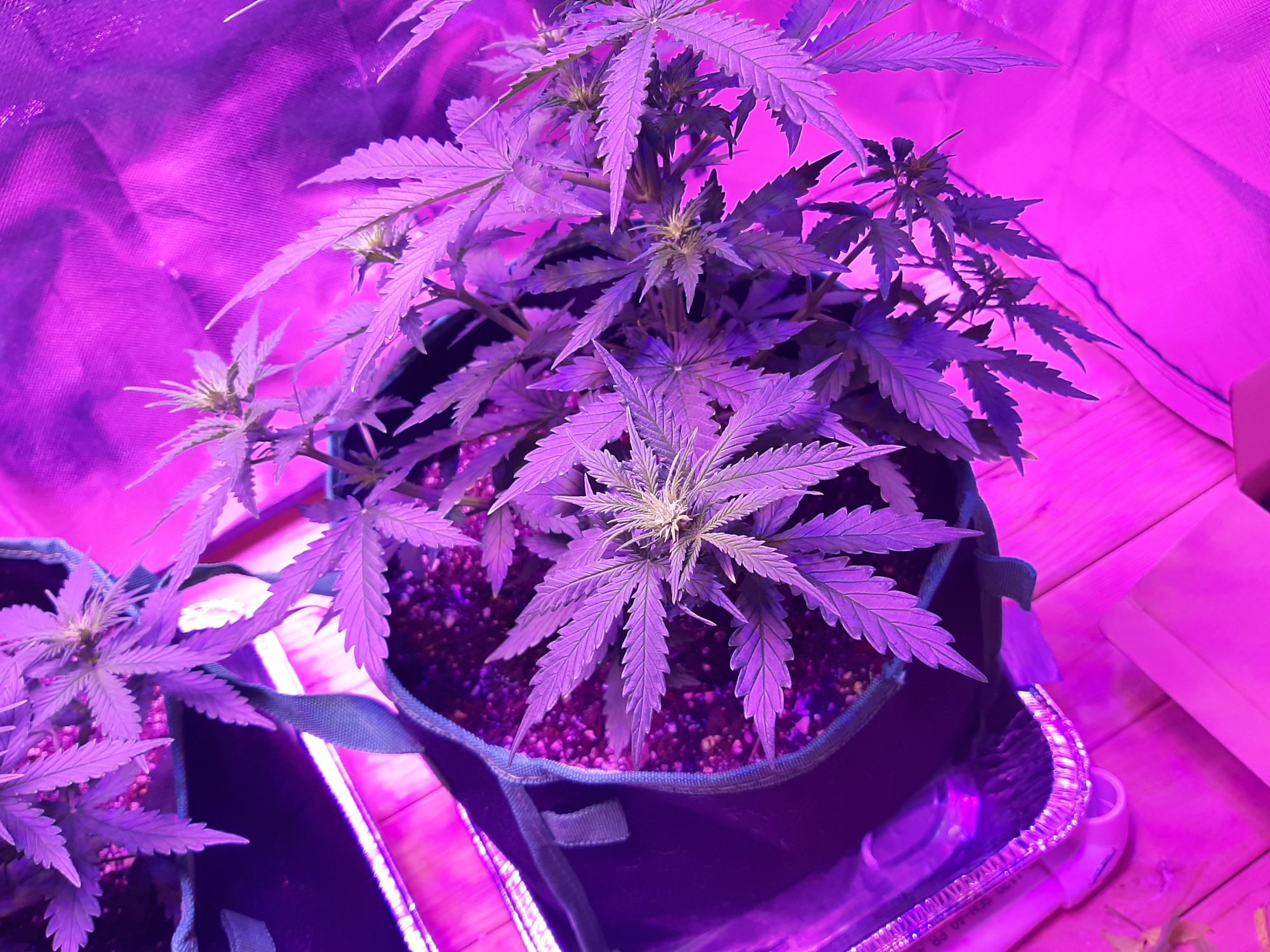 Auto fem after forty days