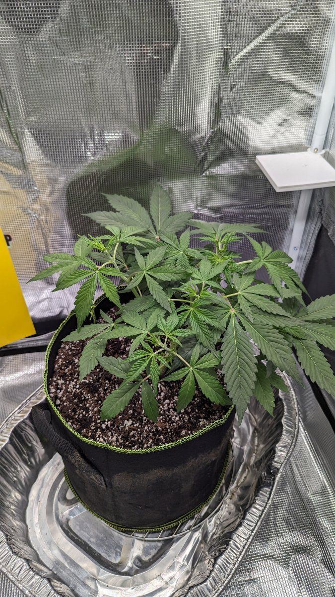 Auto flower 1st time grower and im wondering if she is in the pre  flower stage 3