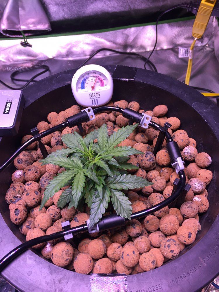 Auto flower fan leaves dying from bottom up 2