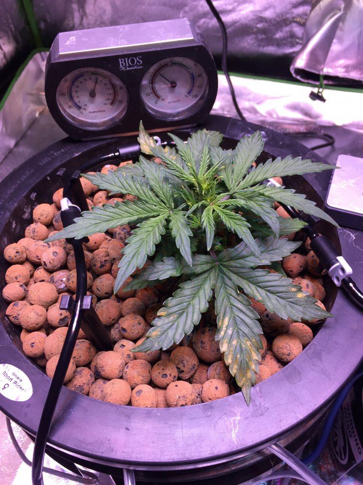 Auto flower fan leaves dying from bottom up
