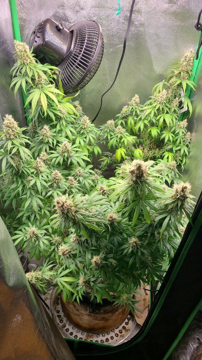 Auto flower plant on month six